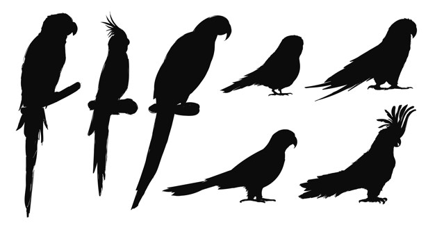 626x334 Illustration Drawing Style Of Parrot Birds Collection Vector