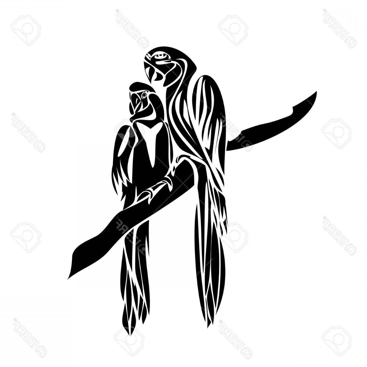 1560x1560 Parakeet Vector Black Catamart