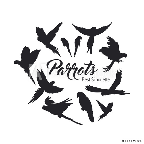 500x500 Parrot Silhouette On The White Background