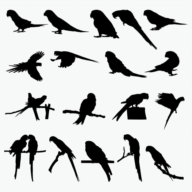 626x626 Parrot Silhouettes Vector Premium Download