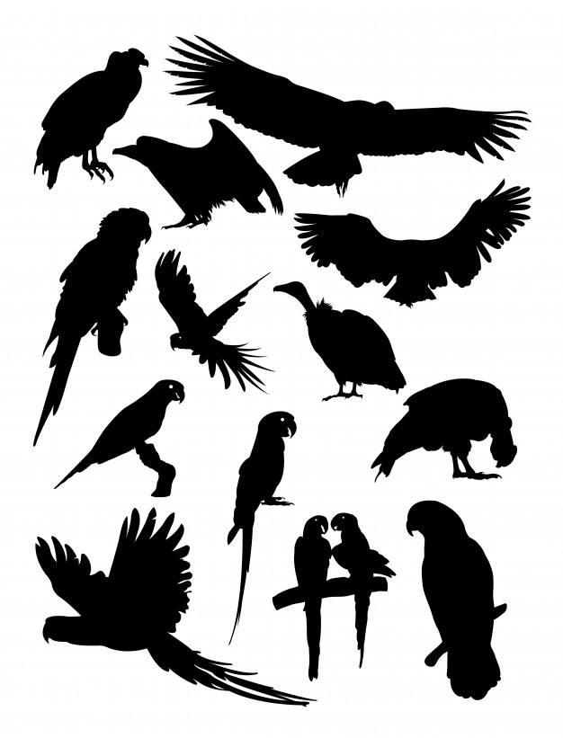 Parrot Silhouette Vector at Vectorified.com | Collection of Parrot ...