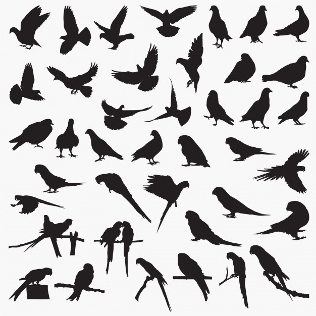 626x626 Pigeon Parrot Silhouettes Vector Premium Download