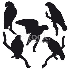 300x300 Grey Parrot Bird On Branch Silhouettes Stock Vectors