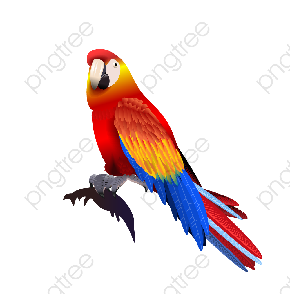 1000x1013 Parrot, Vector Parrot, Colored Parrot, Cartoon Parrot Png
