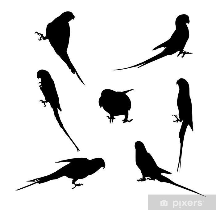700x679 Parrot Vector Wall Mural
