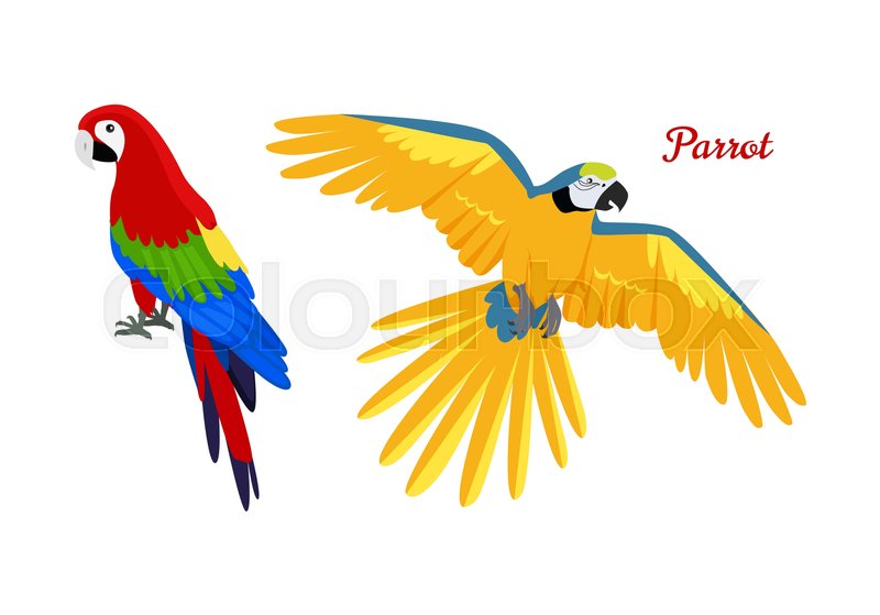 800x559 Ara Parrot Vector Birds Of Amazonian Stock Vector Colourbox