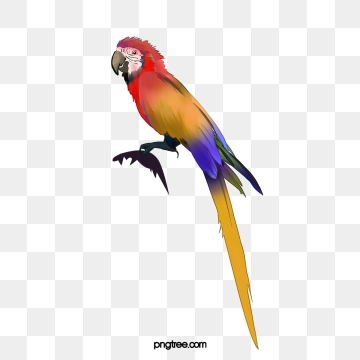 360x360 Parrot Vector, Free Download Parrots, Flying Parrot, Watercolor
