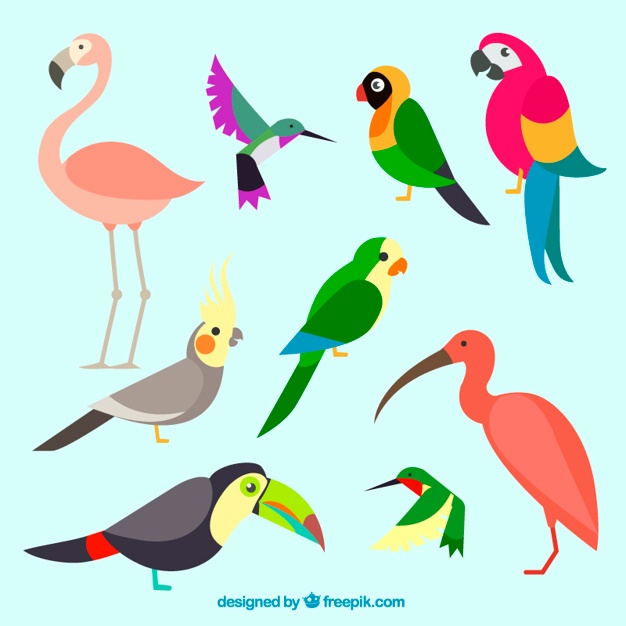 626x626 Parrot Vectors, Photos And Free Download