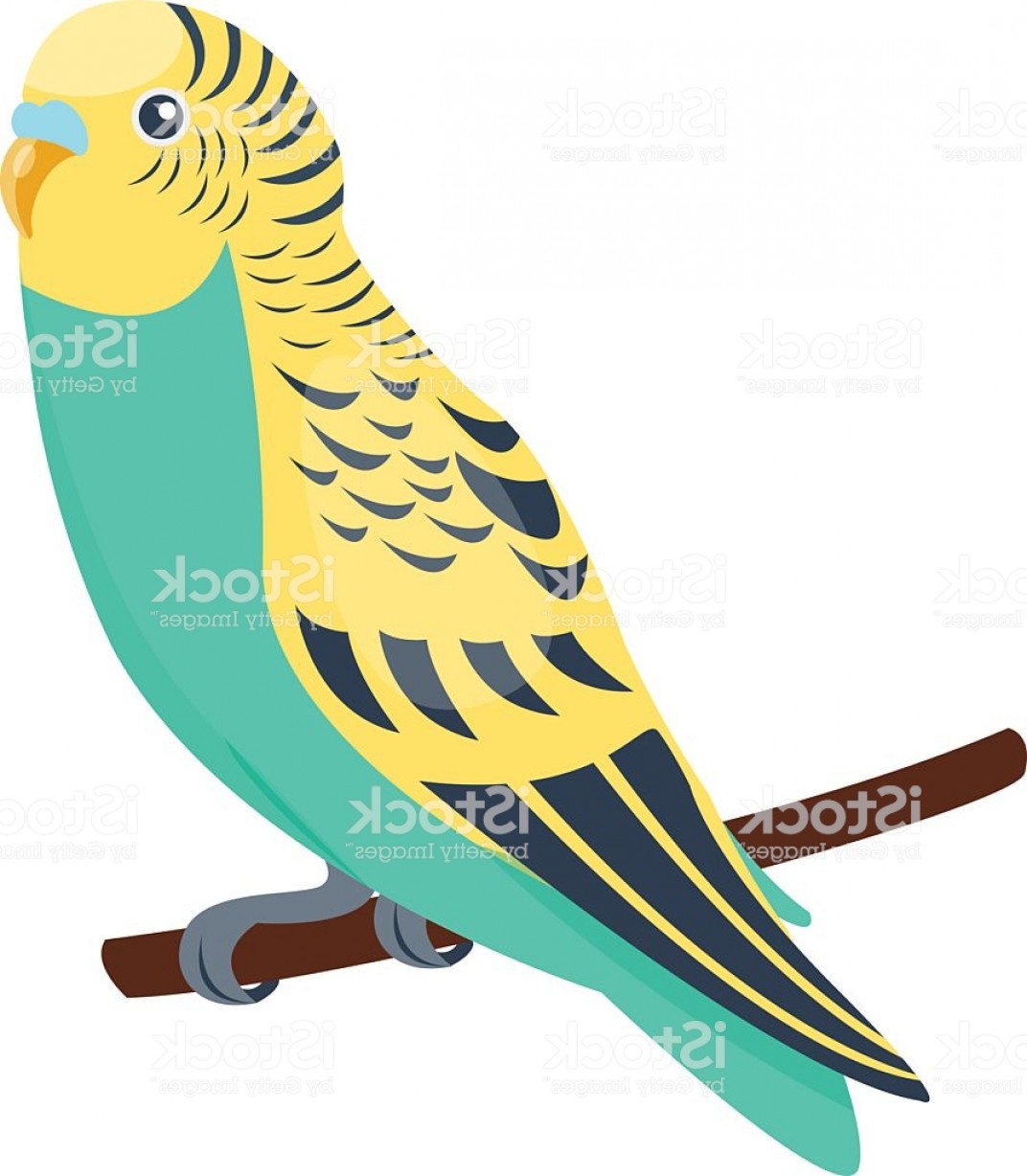 1072x1228 Cartoon Parrot Vector Bird Gm Soidergi