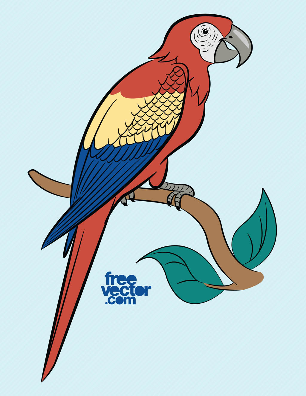 1024x1326 Parrot Vector Art Graphics