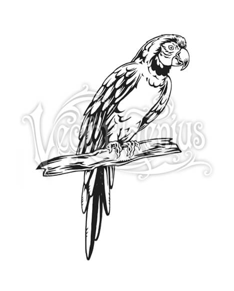 468x580 Tropical Parrot Bird Stock Art