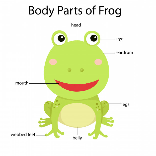 626x625 Illustrator Of Body Parts Of Frog Vector Premium Download