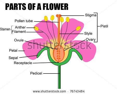 450x362 Inside A Seed Worksheet Parts Of A Flower, Vector Illustration