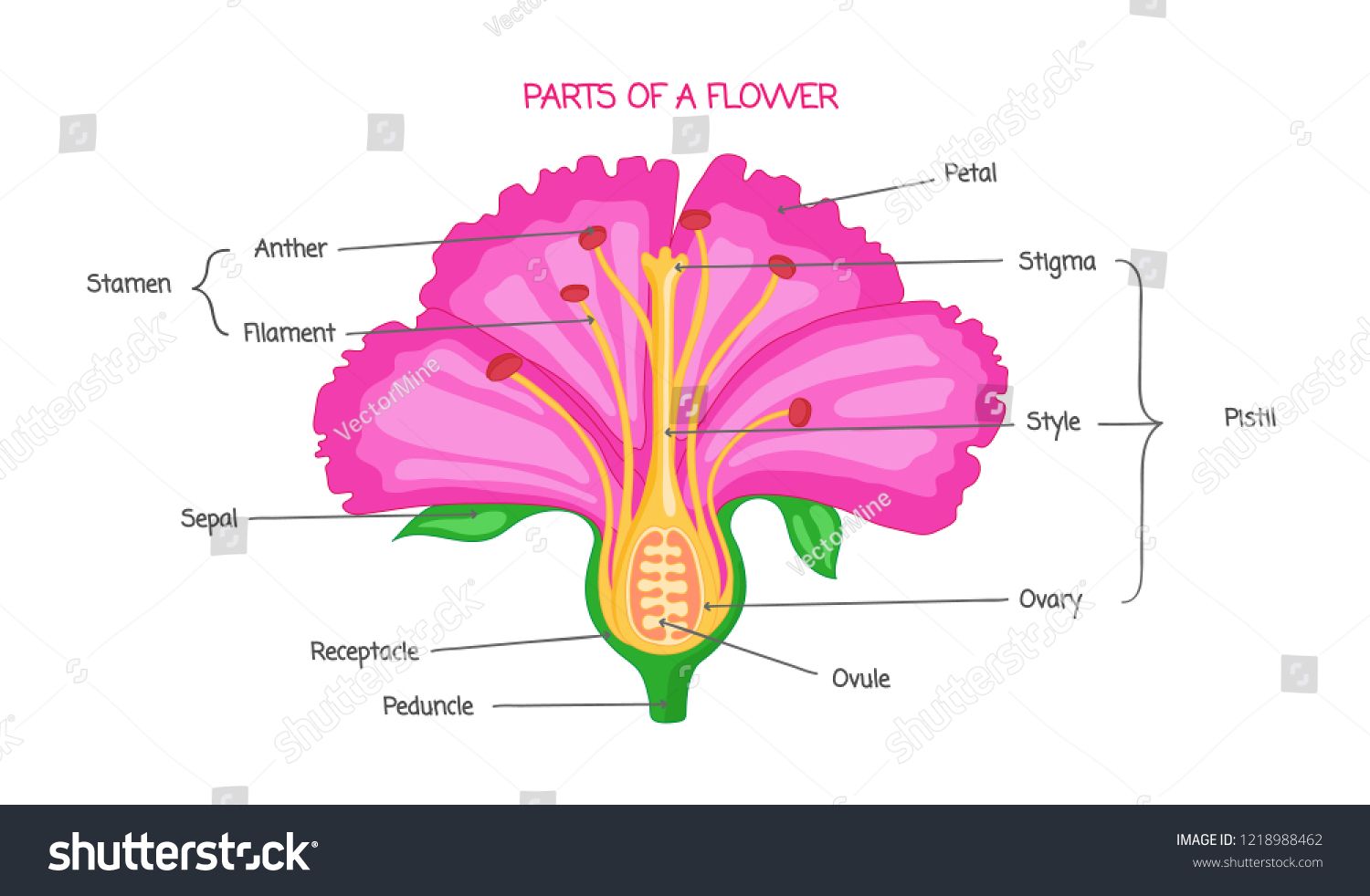1500x982 Part Of A Flower Biological Diagram, Vector Illustration Drawing