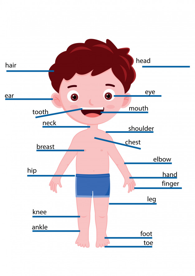 626x885 Parts Of Boy Body Name Vector Premium Download