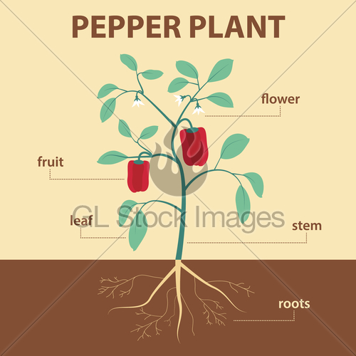 500x500 Vector Illustration Showing Parts Of Pepper Whole Plant A Gl