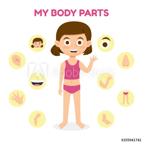 500x500 Vector Illustration Of A Girl With Different Parts Of The Body