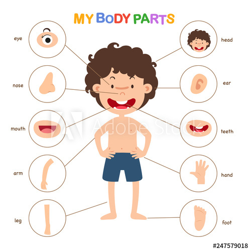 Parts Of A Vector at Vectorified.com | Collection of Parts Of A Vector ...