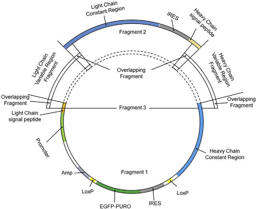 850x694 Phab Fast Vector System And Humanized Antibody Fast Construction