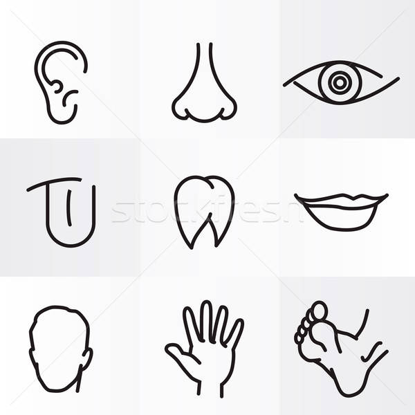 600x600 Set Of Vector Icons Human Body Parts Vector Illustration
