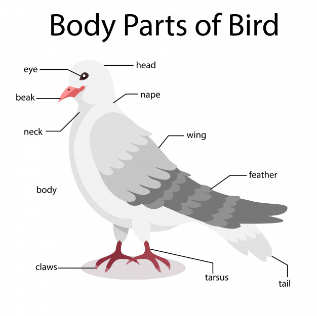 626x625 Illustrator Of Body Parts Of Bird Vector Premium Download