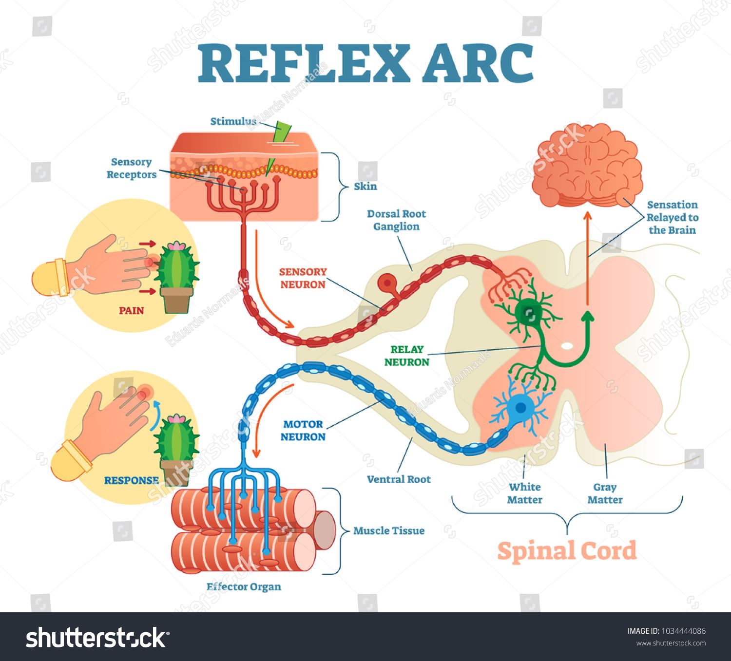 Spinal Reflex Arc Anatomical Scheme, Vector Illustration 1500x1357 Spinal Reflex Arc Anatomical Scheme, Vector Illustration
