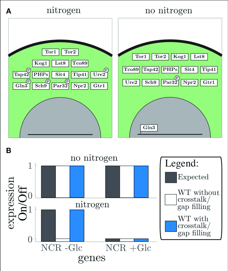 Tor Pathway 736x877 Tor Pathway