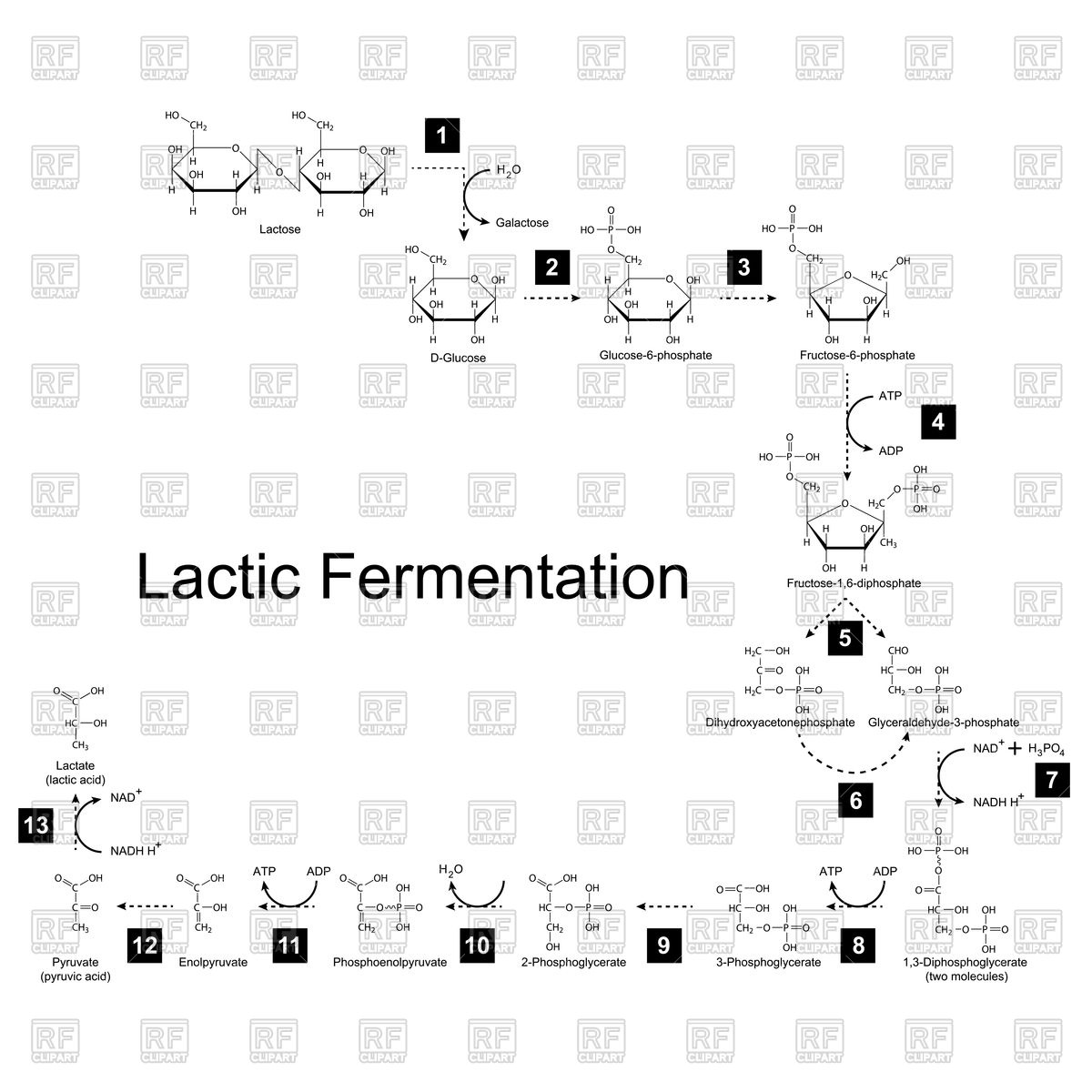 Chemical Scheme Of Lactic Fermentation Metabolic Pathway Vector 1200x1200 Chemical Scheme Of Lactic Fermentation Metabolic Pathway Vector