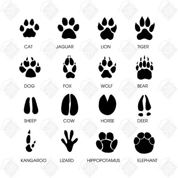 570x570 Paw Animal