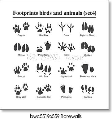 362x382 Wildlife Animals And Birds Footprint, Animal Paw Prints Vector Set