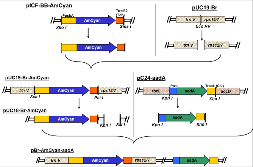 850x562 Schematic Presentation Of Cloning Step Of A Pbr Amcyan Vector