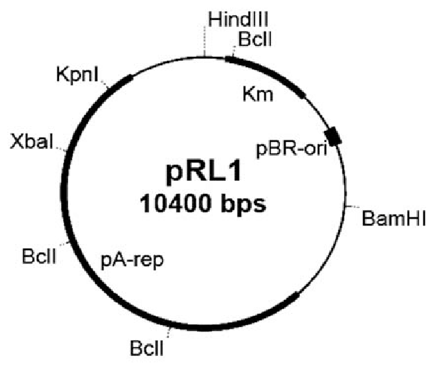 628x534 Map Of Plasmid Km, Kanamycin Resistance Gene Pbr Ori