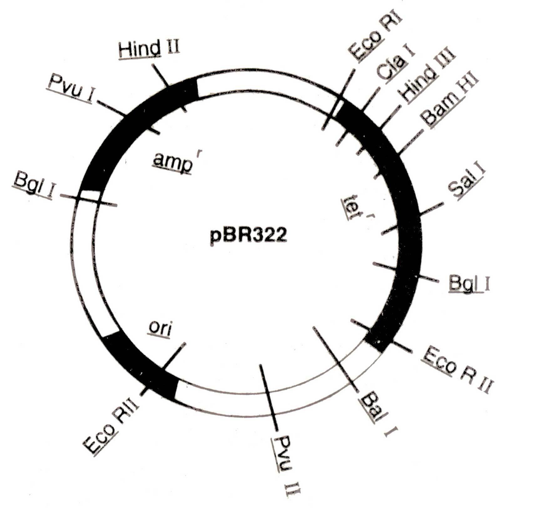 1713x1630 Role Of Different Restriction Enzyme In Pbr Vector