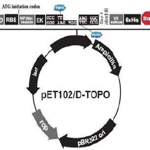 305x305 The Topo Expression Vector Cloning Site