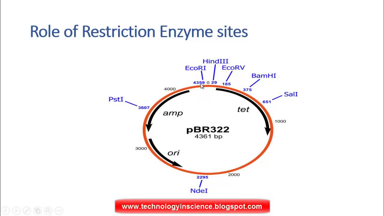 1280x720 Cloning Vector