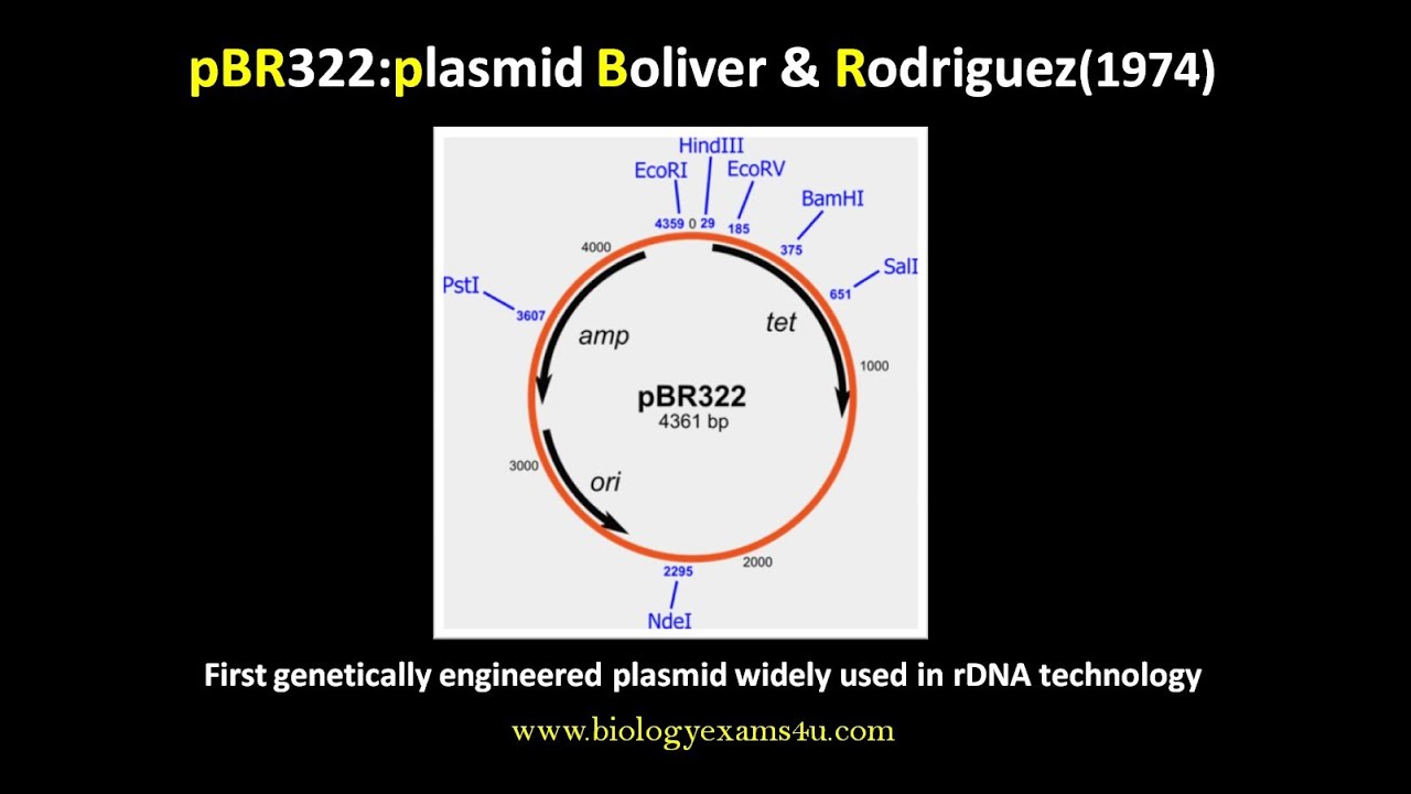 1280x720 Gene Cloning Vector Explained