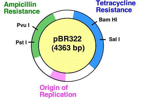 488x360 Vector Pbr Suresh Kaushik