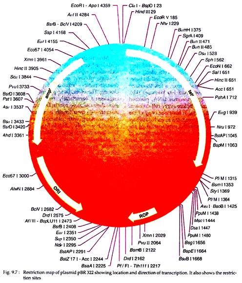 496x580 Main Types Of Cloning Vectors Biotechnology