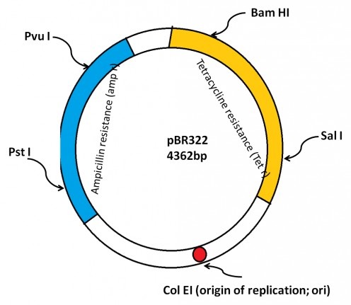 496x431 Biology Exams U Ideal Characteristics Of Gene Cloning Vector