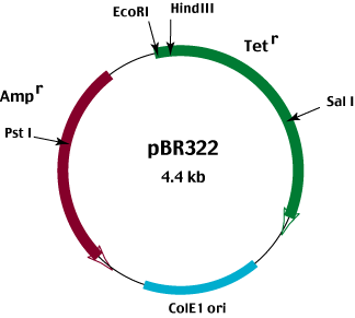 324x291 Cloning Vector Characteristics And Types