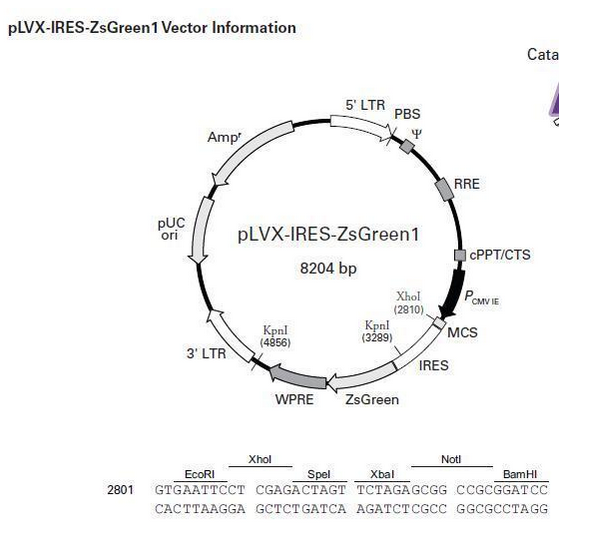 601x533 Experimental Procedures Of Lentiviral Vector Construction