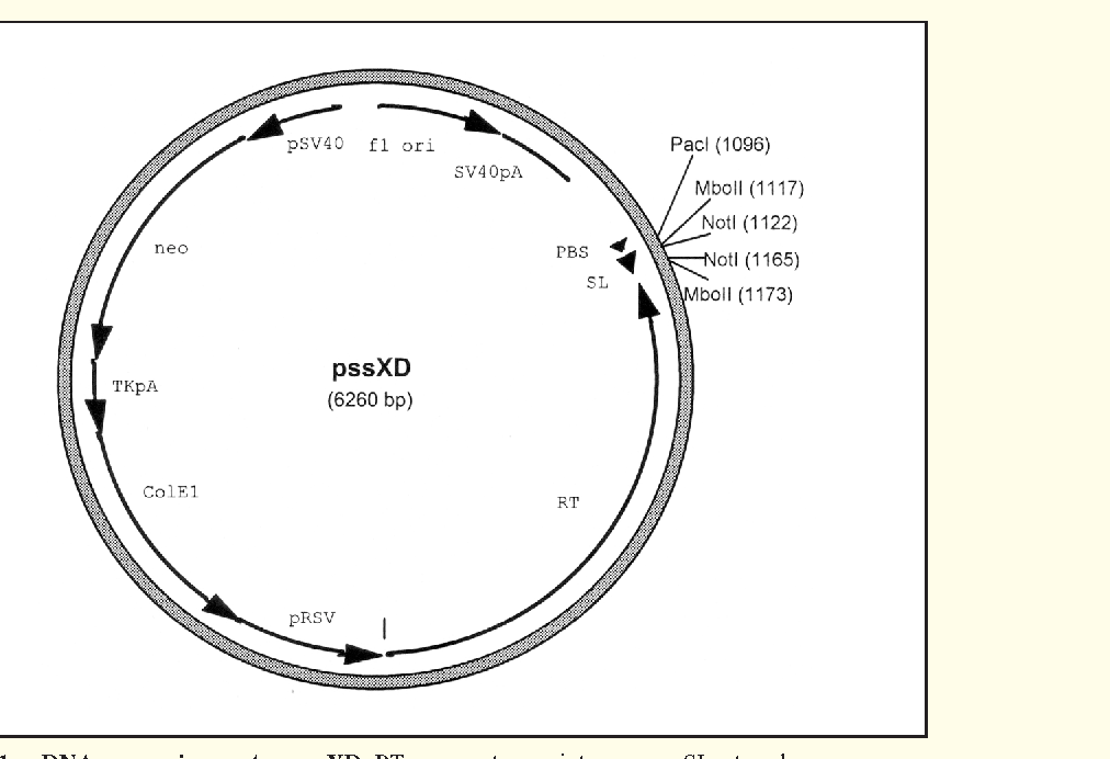 1012x692 Figure From Expression Of Ssdna In Mammalian Cells