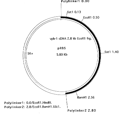 405x391 Fungal Genetics Plasmid And Lambda Vector Listing Search Results