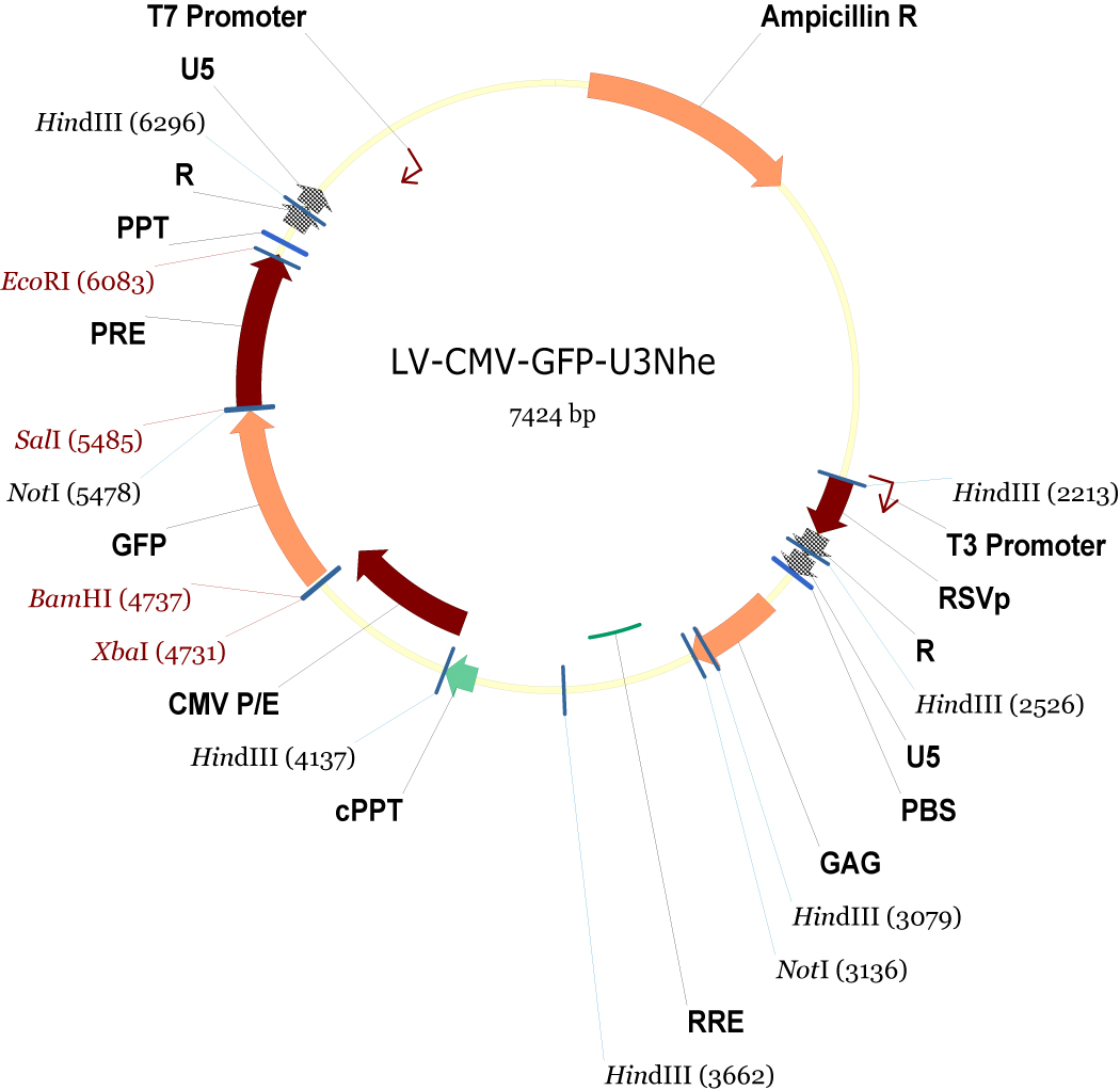 1050x1022 General Lentivirus Vector Lv Cmv Gfp Nhe