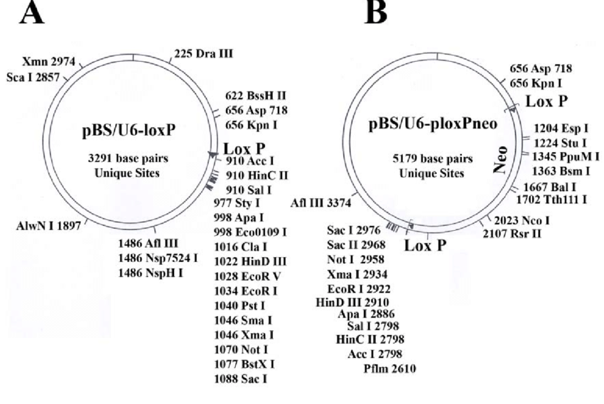 850x569 Maps Of The Two Vectors Used In The Study
