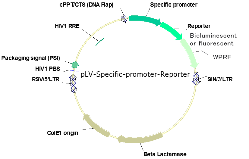 826x528 Pre Made Lentiviral Vectors With Specific Promoters