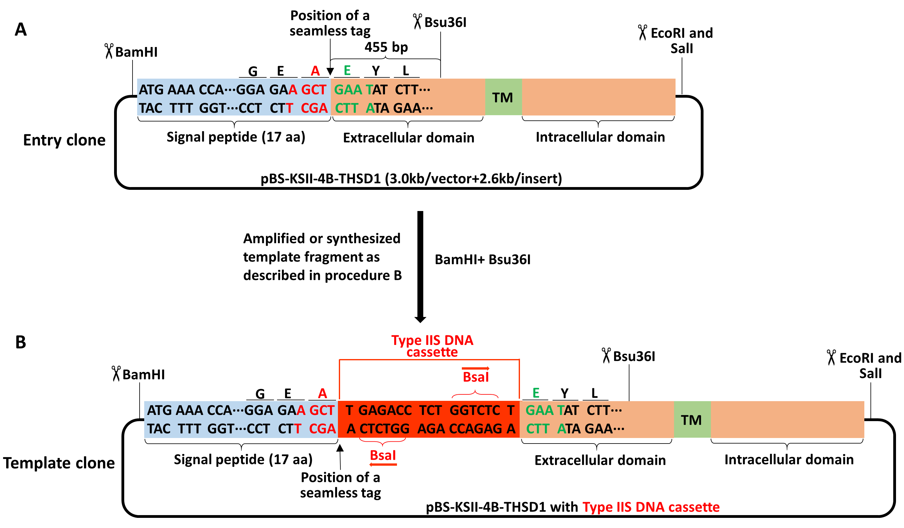 2940x1719 Precision Tagging A Novel Seamless Protein Tagging