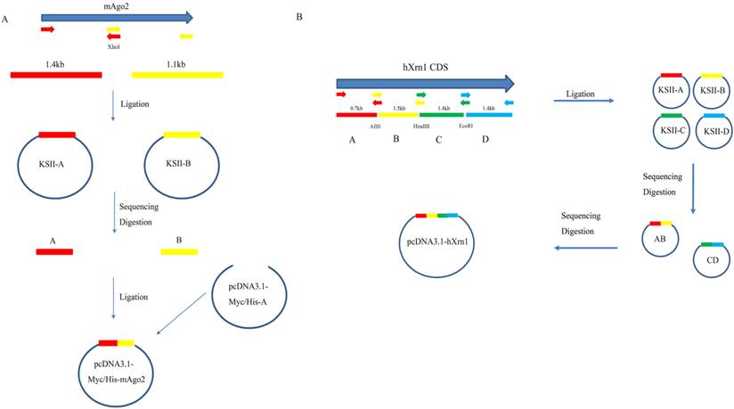 824x459 Restriction Based Multiple Fragment Assembly Strategy To Avoid