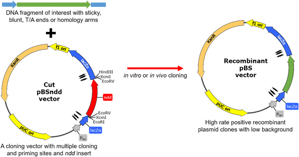 600x315 The Plasmid Vectors, And For Versatile Cloning