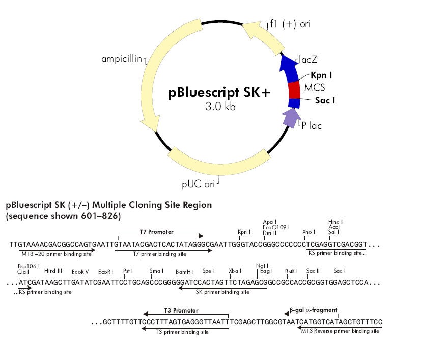 880x663 Vector Pbluescript Sk